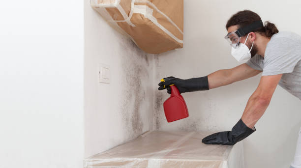 Professional Basement Mold Remediation technician working in Bedford, VA