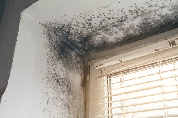 Affordable Basement Mold Remediation solutions in Bedford, VA