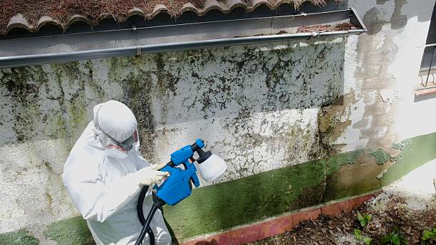 Top rated local Basement Mold Remediation specialists in Bedford, VA
